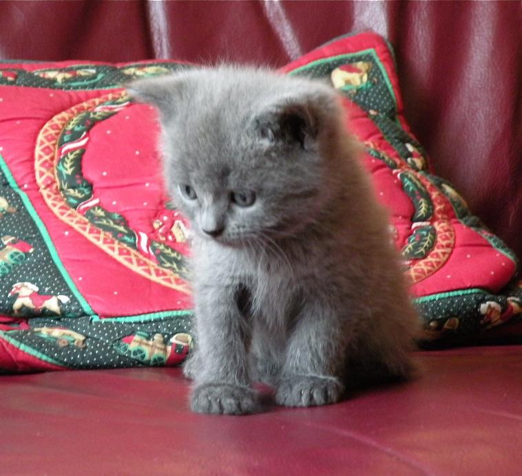Картезианская кошка (шартрез - фр. Chartreux, нем. Kartäuser)