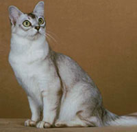 Тиффани это полудлинношерстная разновидность бурманской кошки.
