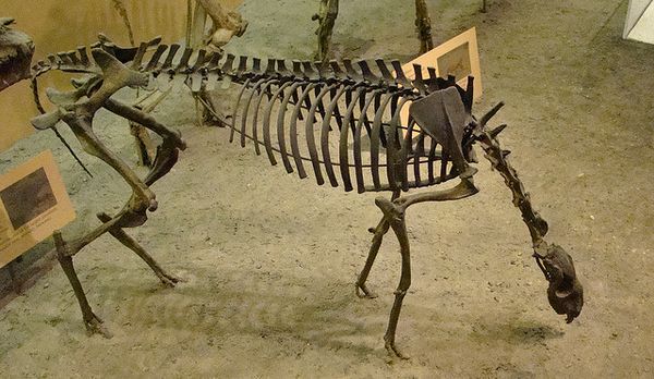 Один из сохранившихся скелетов древней лошади