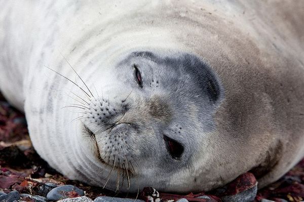 Находясь на суше, тюлени спят обоими полушариями, но в воде одно полушарие у них остаётся бодрствующим. 
