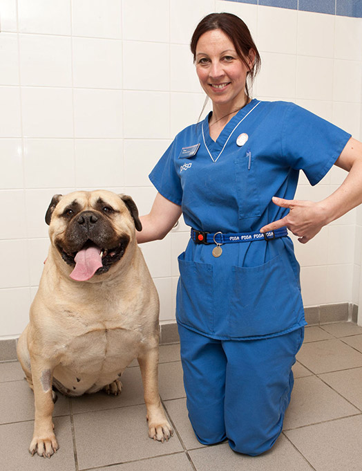 Ветеринар, которая занимается ее лечением, может застегнуть крупногабаритный ошейник собаки вокруг своей талии