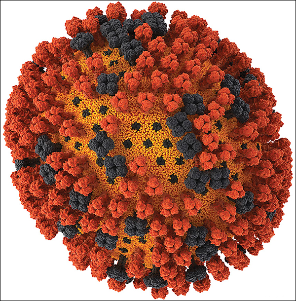 Модель вируса гриппа A/H1N1