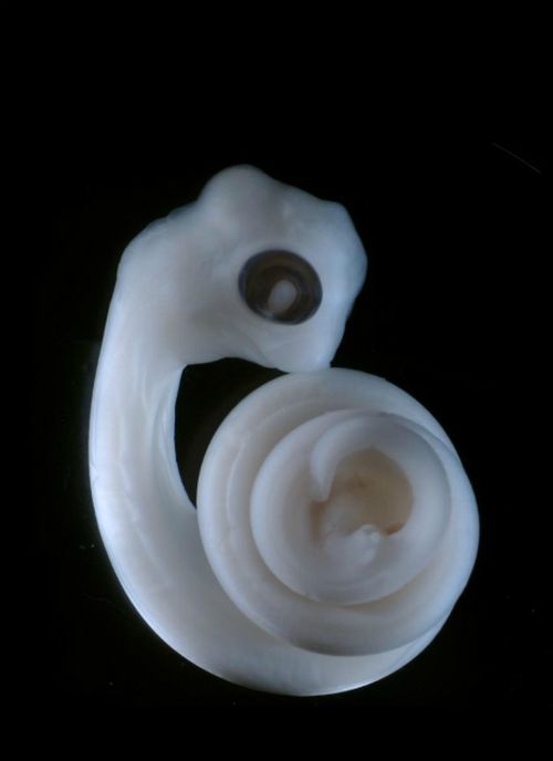 Эмбрион ящерицы – два зачатка гемипенисов видны в центре изображения, на том же уровне, что и развивающиеся задние конечности (фото Patrick Tschopp).