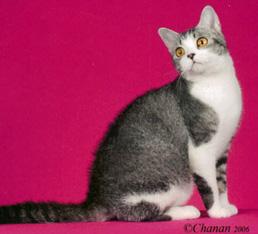 Американская жесткошерстная кошка (American Wirehair)