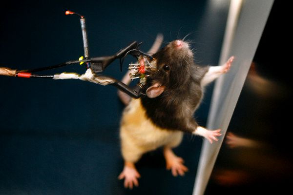 Лабораторная крыса с электродами, вживлёнными в мозг 