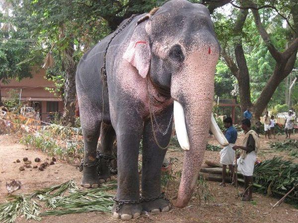 Самого крупного одомашненного слона судят за убийство трех женщин (фото: ukmalayalee.com)