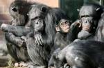 Шимпанзе осознают смерть своих родственников подобно людям