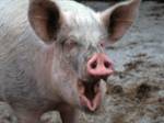  Самая знаменитая в Китае свинья празднует "день второго рождения" 