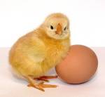 Британские ученые решили спор о курице и яйце