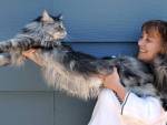 123-сантиметровый кот попал в Книгу рекордов Гиннесса