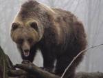У азербайджанских рестораторов отобрали медведей и волка