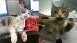 Сотрудников приюта для животных накажут за фото кота с сигаретой