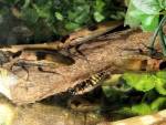 Приставы подарили Белгородскому зоопарку мраморных тараканов
