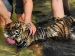 Ветеринары приступили к лечению частично парализованного тигренка