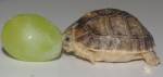 В английском зоопарке поселилась черепаха размером с виноградину