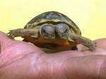 Двуглавая черепаха ''заменит'' осьминога Пауля на чемпионате мира по хоккею