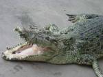 Крокодил Гена переварил проглоченный мобильник