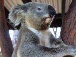 Из австралийского зоопарка похитили коалу