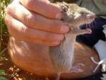 Австралийка объявила награду за укравшую вставные зубы крысу