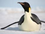 Императорский пингвин по ошибке добрался до Новой Зеландии
