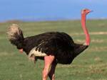 В Киеве обнаружили бесхозного страуса