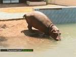 В зоопарке Душанбе поселился ранимый бегемот