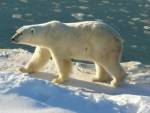 Белый медведь прогнал экологов с месторождения нефти