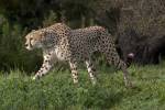 В зоопарке Сан-Диего гепардов растят вместе с собаками