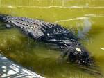 Гигантского крокодила проверят на стресс