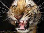 В Приморье обнаружили тигрицу-беглянку