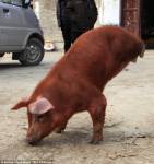Рыжая свинка без задних ног научилась ходить на передних