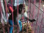 В Пакистане поймали обезьяну-нелегала