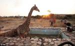 Беременная самка жирафа упала в бассейн