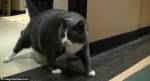Быстрая потеря веса у кота угрожает ему жировой болезнью печени
