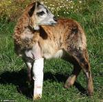 В Калифорнии козе Кармен сделали протез ноги