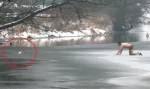 Мужчина спас своего пса из ледяной воды