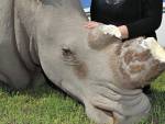 Муляж носорога пал жертвой охотника за рогами