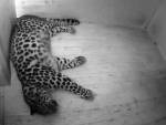 Таллинский зоопарк проведет прямую трансляцию рождения леопарда
