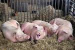 Свиньи защитят человека от вирусов и микробов