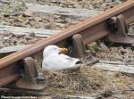 Чайка обустроила себе гнездо прямо у железнодорожных рельс