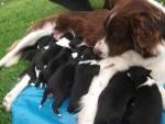 Овчарка родила 14 щенят