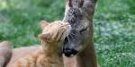 В Одесском зоопарке косуля подружилась с котом