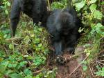 Горные гориллы научились ломать ловушки браконьеров