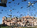 Аргентинского чиновника уволили за идею кормить школьников голубями