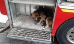 Во время пожара собака спасла своих щенков