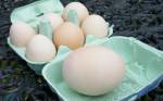 Крица-несушка снесла яйцо в 170 грамм!