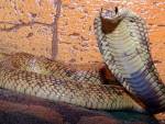 В Нижнем Новгороде с выставки рептилий сбежала кобра