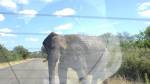 Слон разгромил авто туристов во время экскурсии 