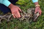 В доме жителя Нью-Йорка обнаружены 850 змей