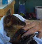 Австралиец спас кенгуру, сделав ему искусственное дыхание